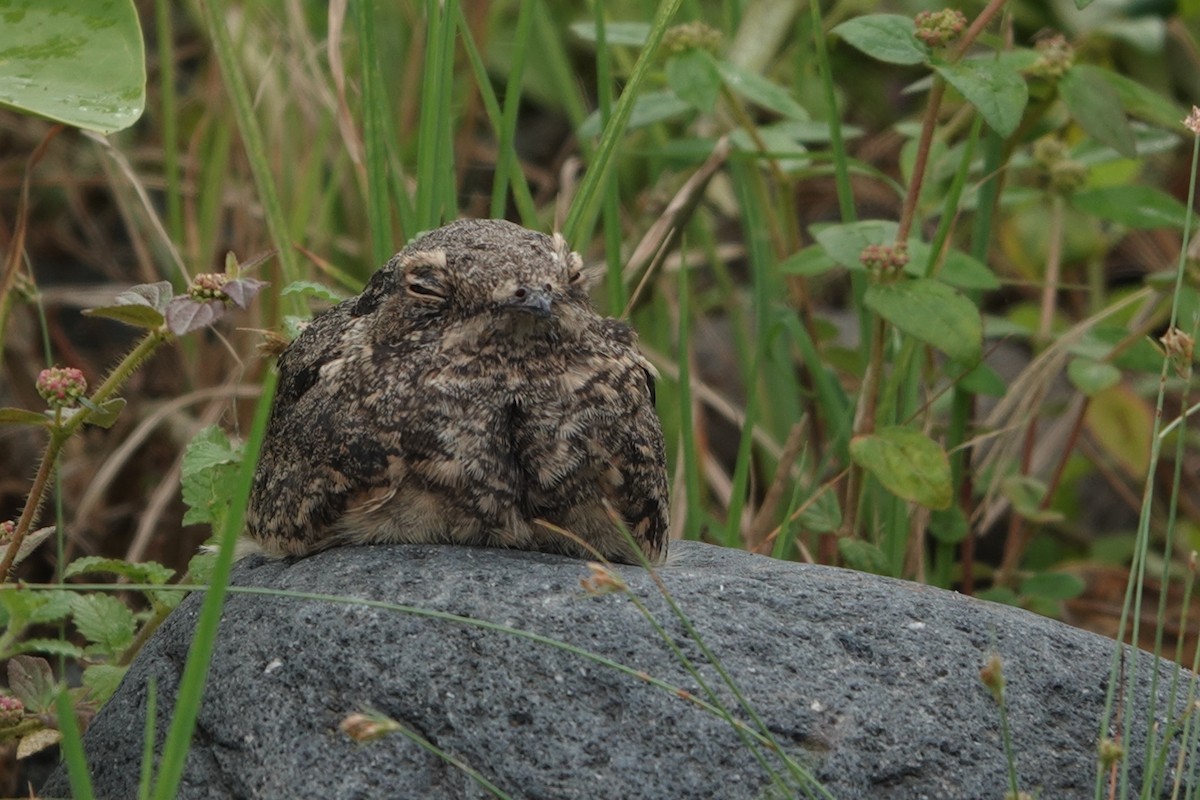 Savanna Nightjar - ML646227097