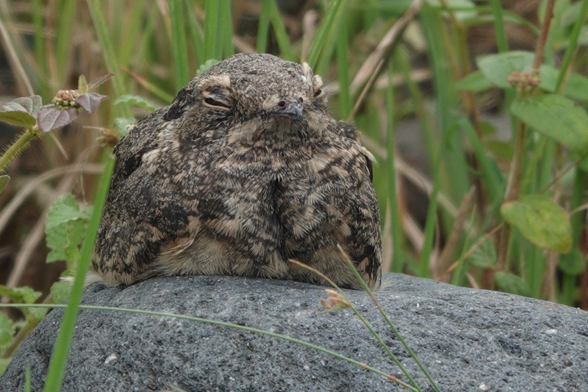 Savanna Nightjar - ML646227098