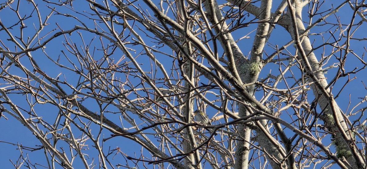Yellow-rumped Warbler (Audubon's) - ML646227099
