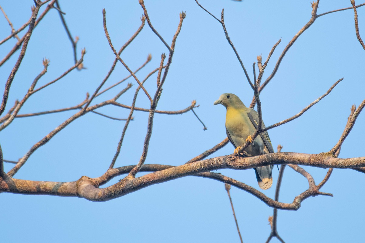 Large Green-Pigeon - ML646227100