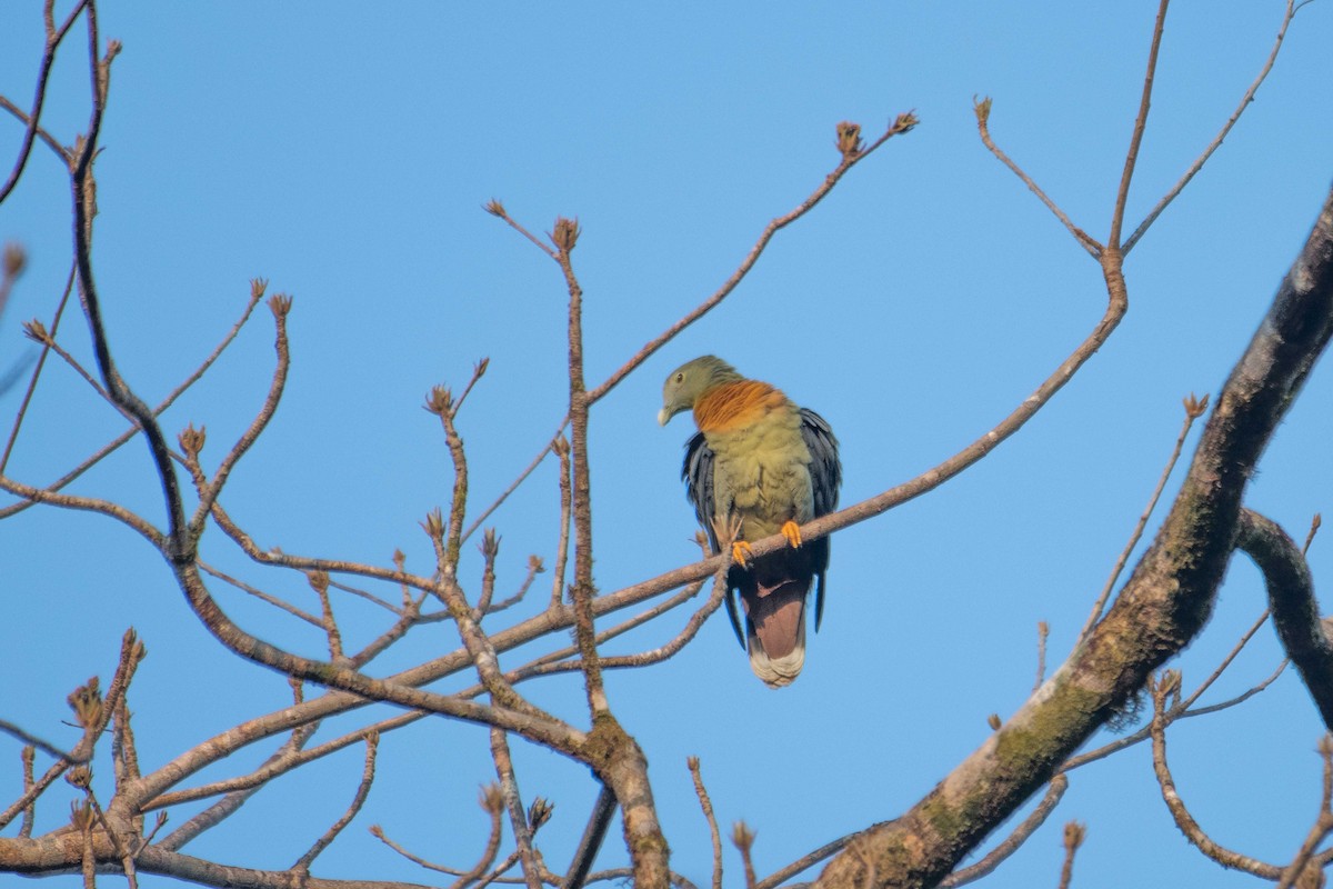Large Green-Pigeon - ML646227102