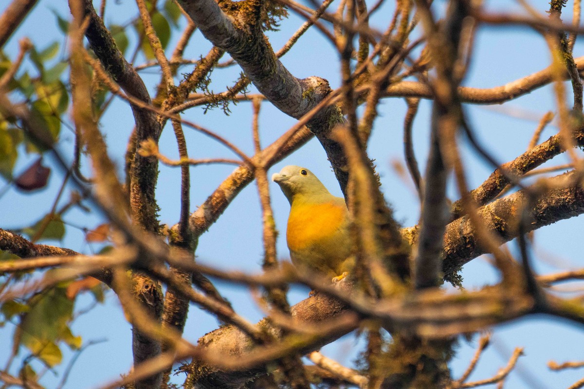Large Green-Pigeon - ML646227103