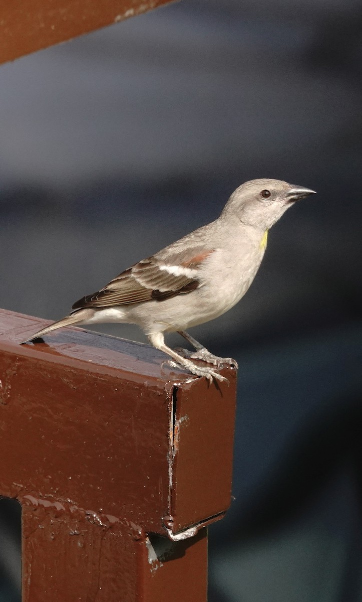 Yellow-throated Sparrow - ML646227107