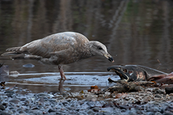 Glaucous-winged Gull - ML646227116