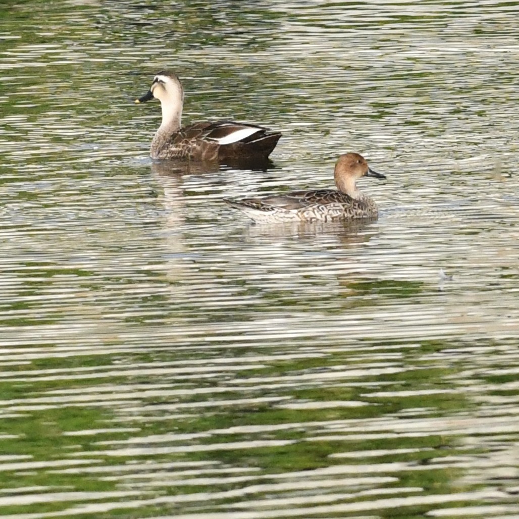 Northern Pintail - ML646227117