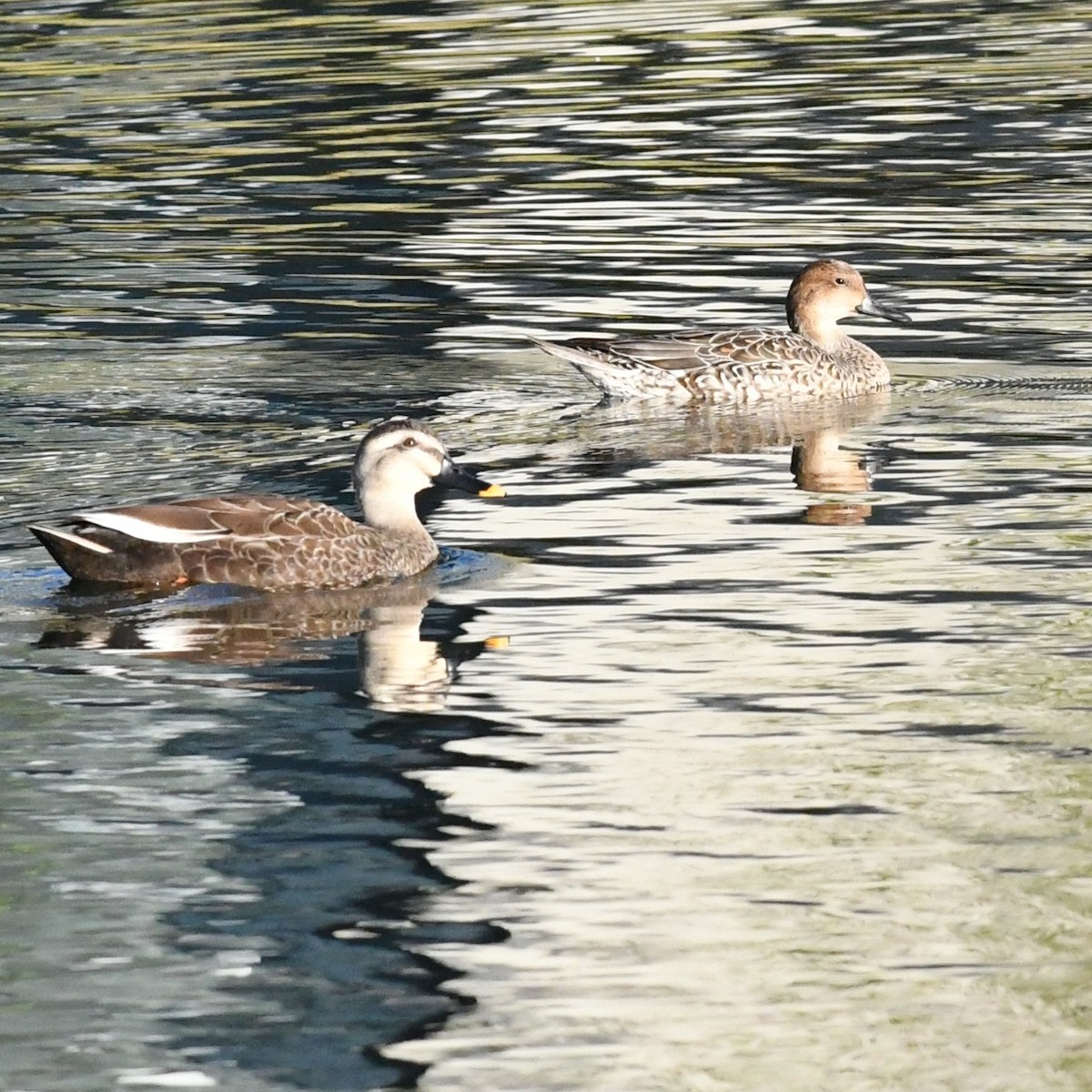 Northern Pintail - ML646227118