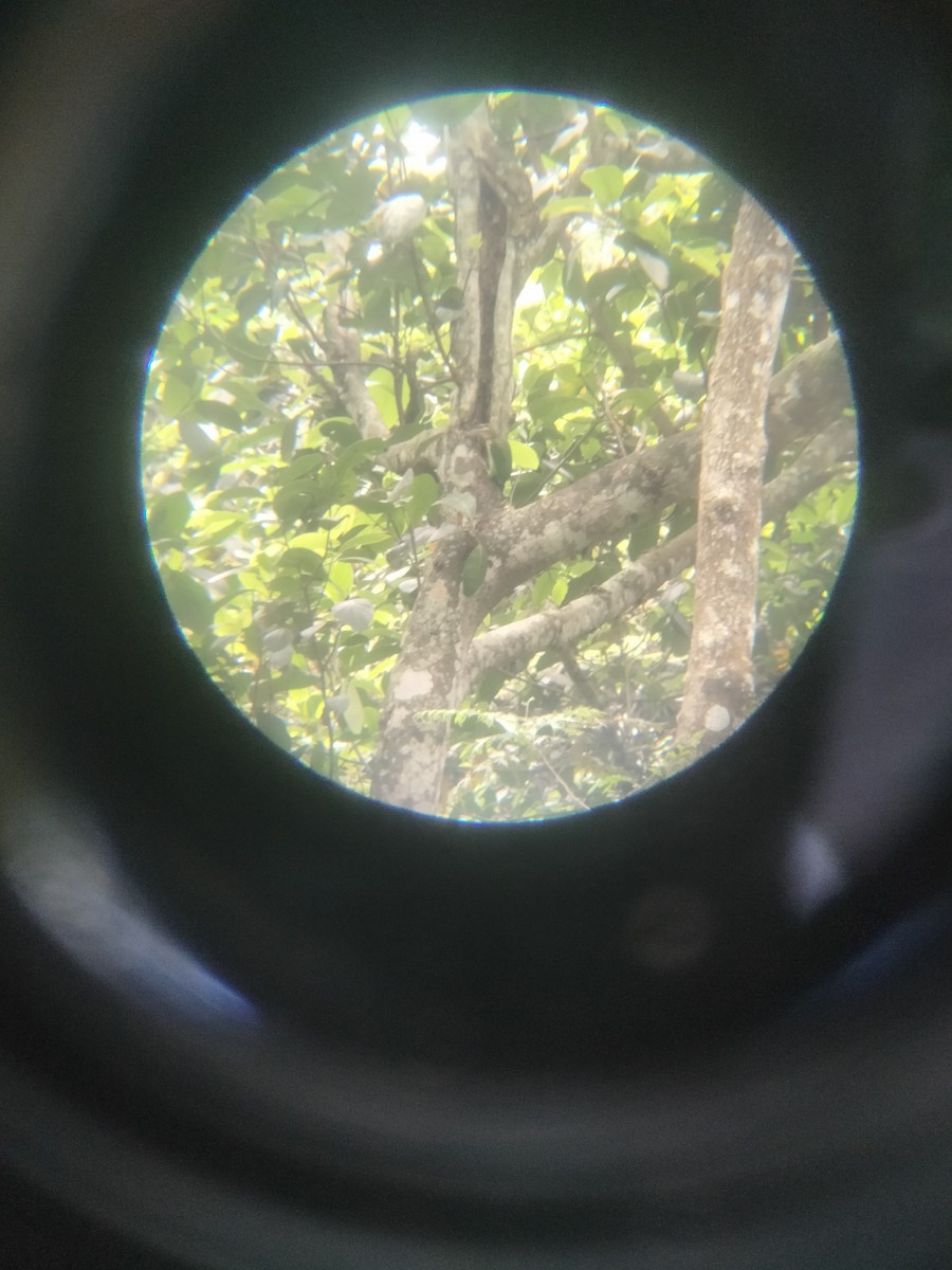 Malabar Whistling-Thrush - ML646227125