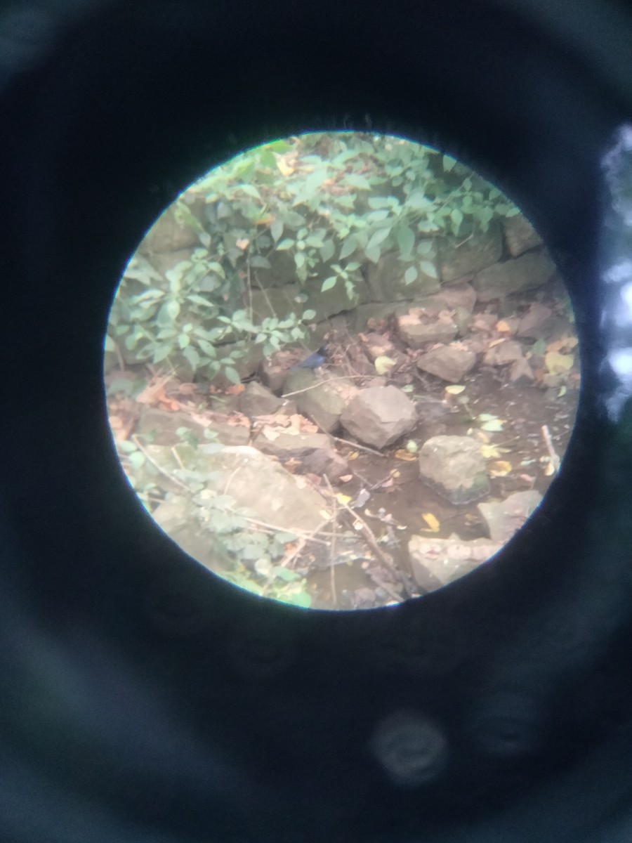 Malabar Whistling-Thrush - ML646227126