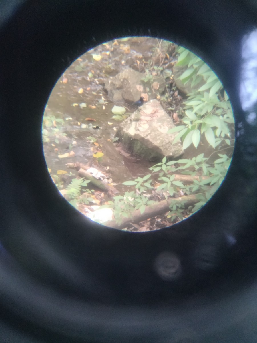 Malabar Whistling-Thrush - ML646227127