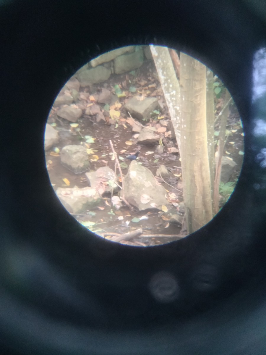 Malabar Whistling-Thrush - ML646227128