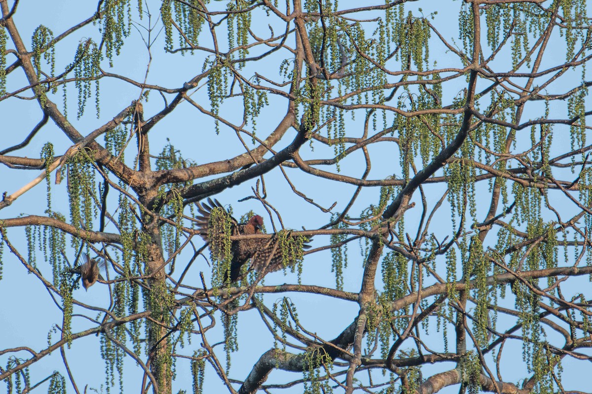 Banded Woodpecker - ML646227129