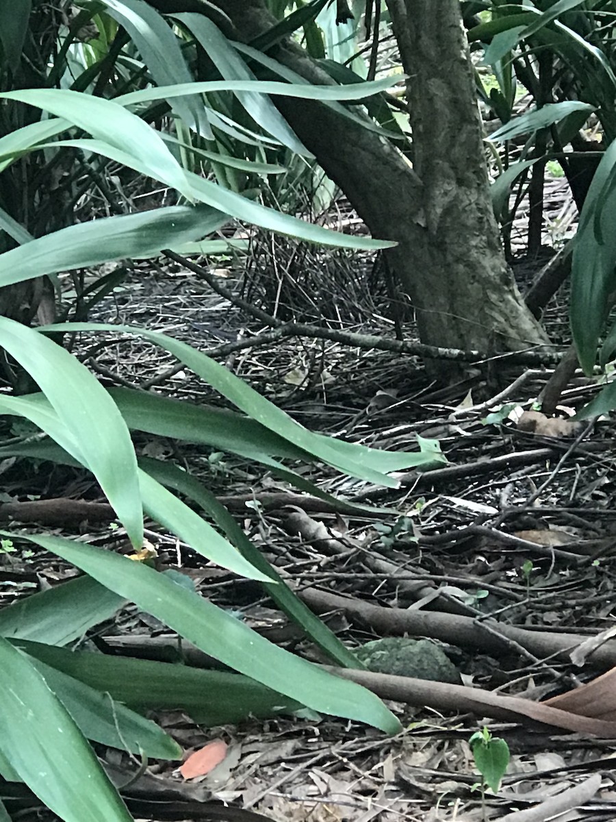 Satin Bowerbird - ML646227134