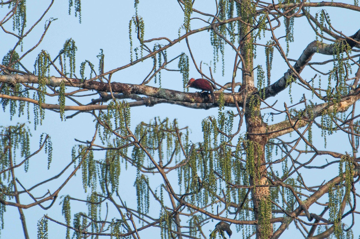 Banded Woodpecker - ML646227140
