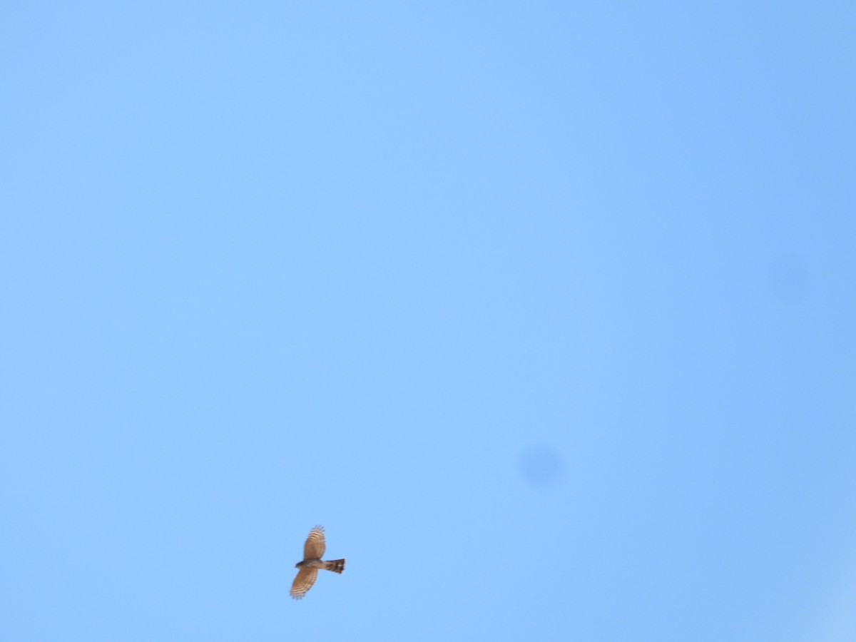 Cooper's Hawk - ML646227156