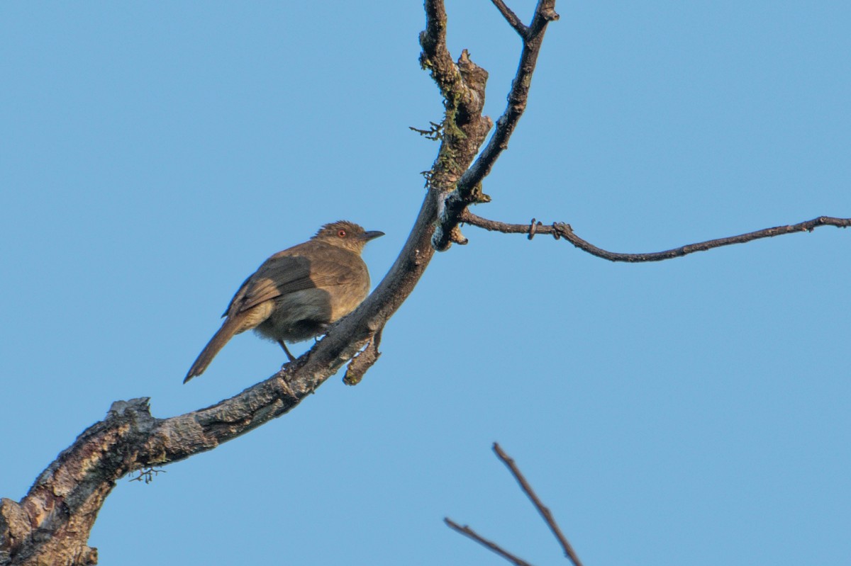 Red-eyed Bulbul - ML646227159