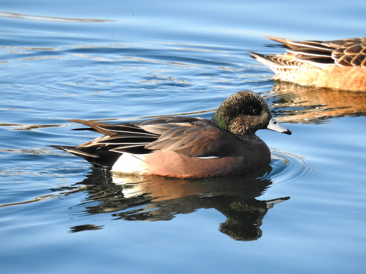 American Wigeon - ML646227160