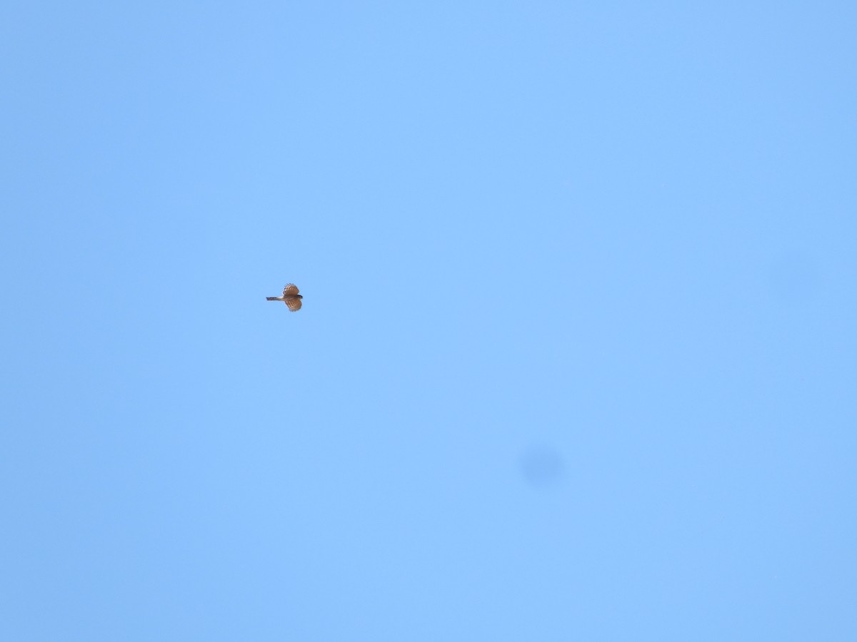 Cooper's Hawk - ML646227161