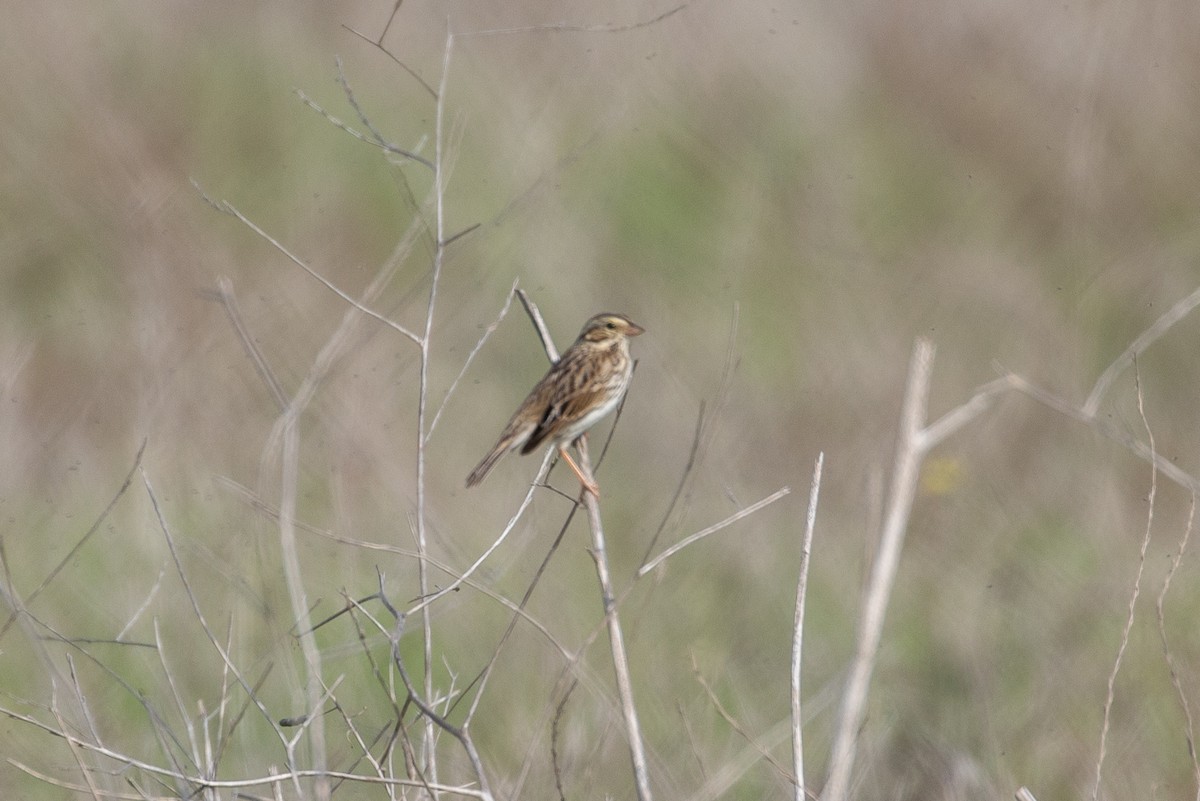 Savannah Sparrow - ML646227162