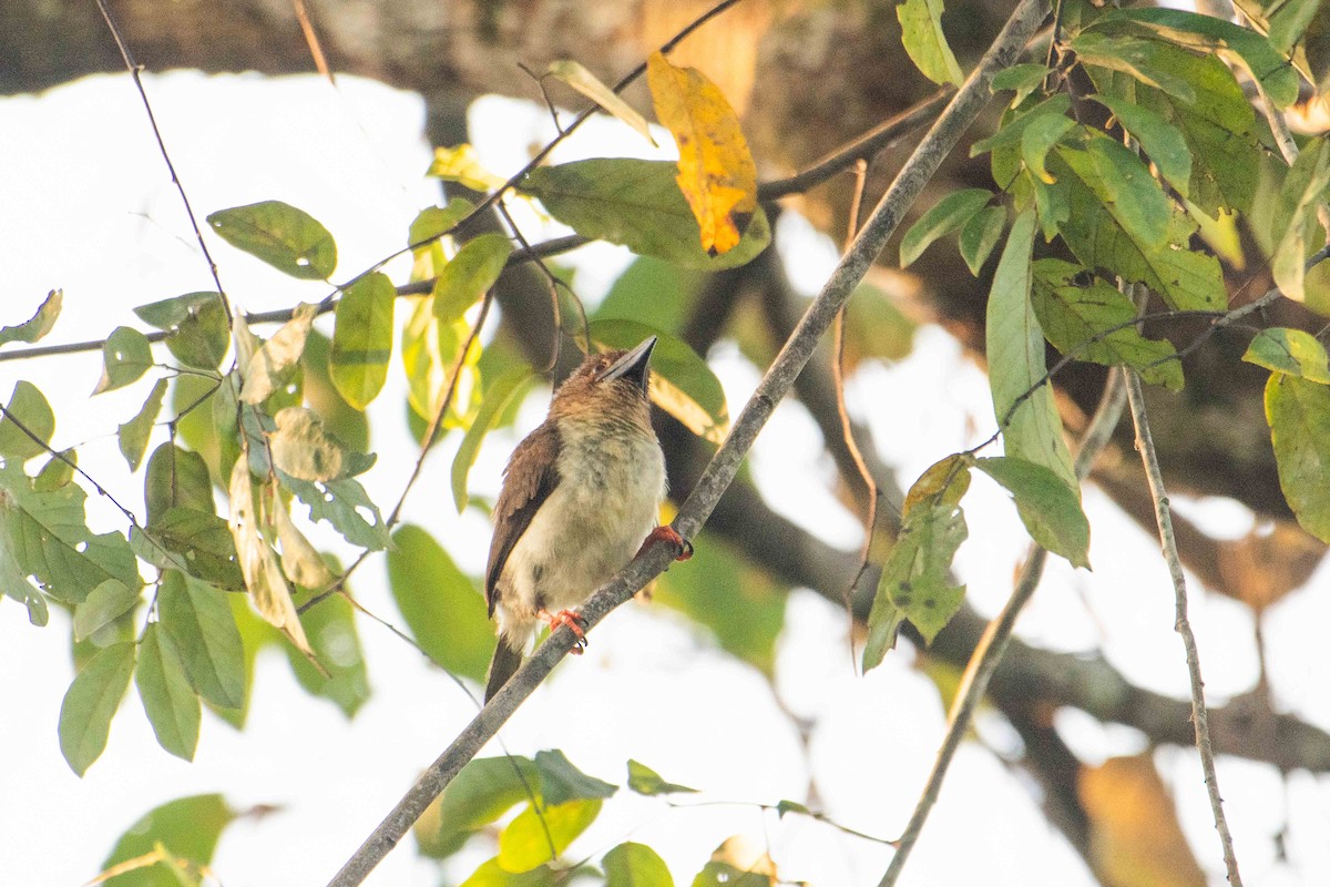 Sooty Barbet - ML646227166