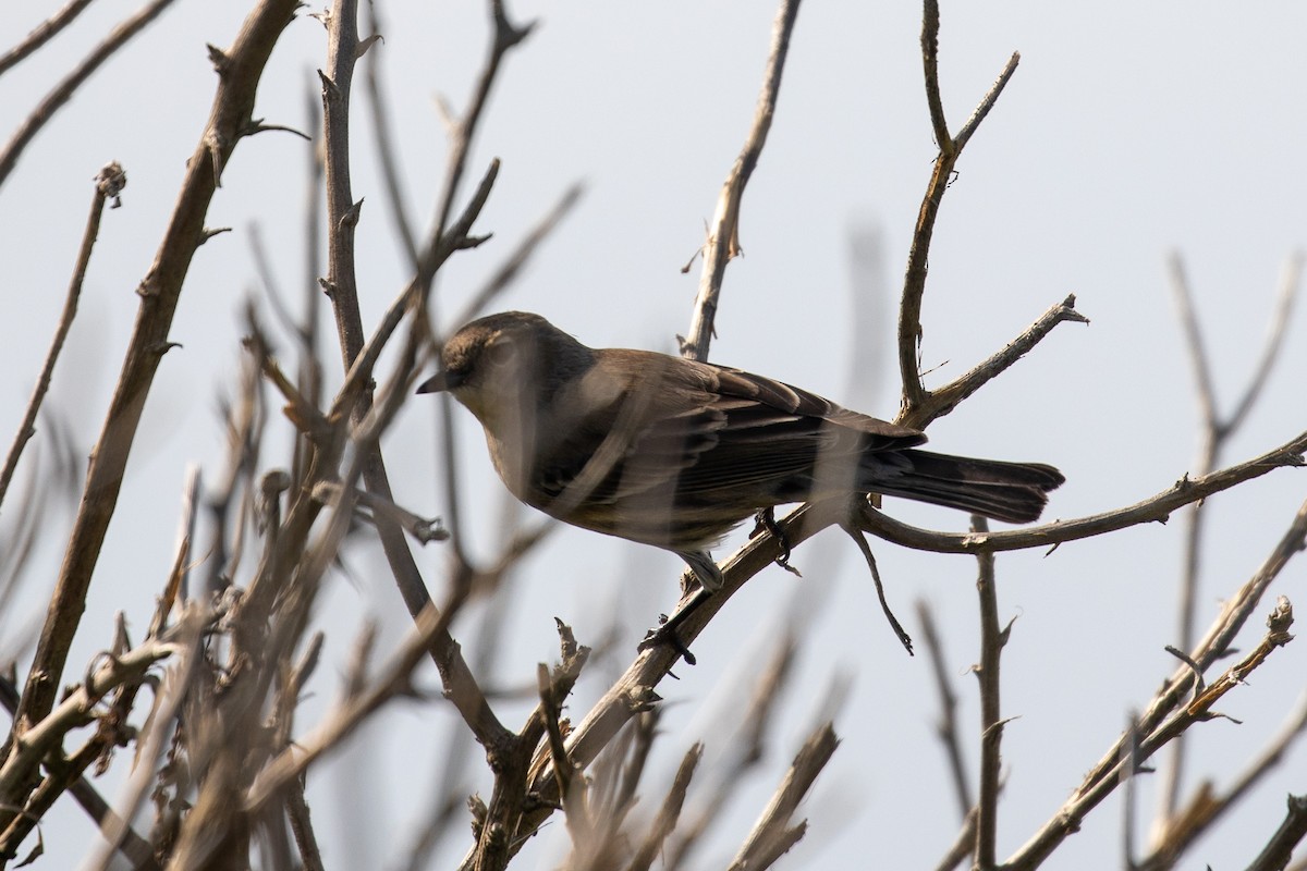 Yellow-rumped Warbler - ML646227167