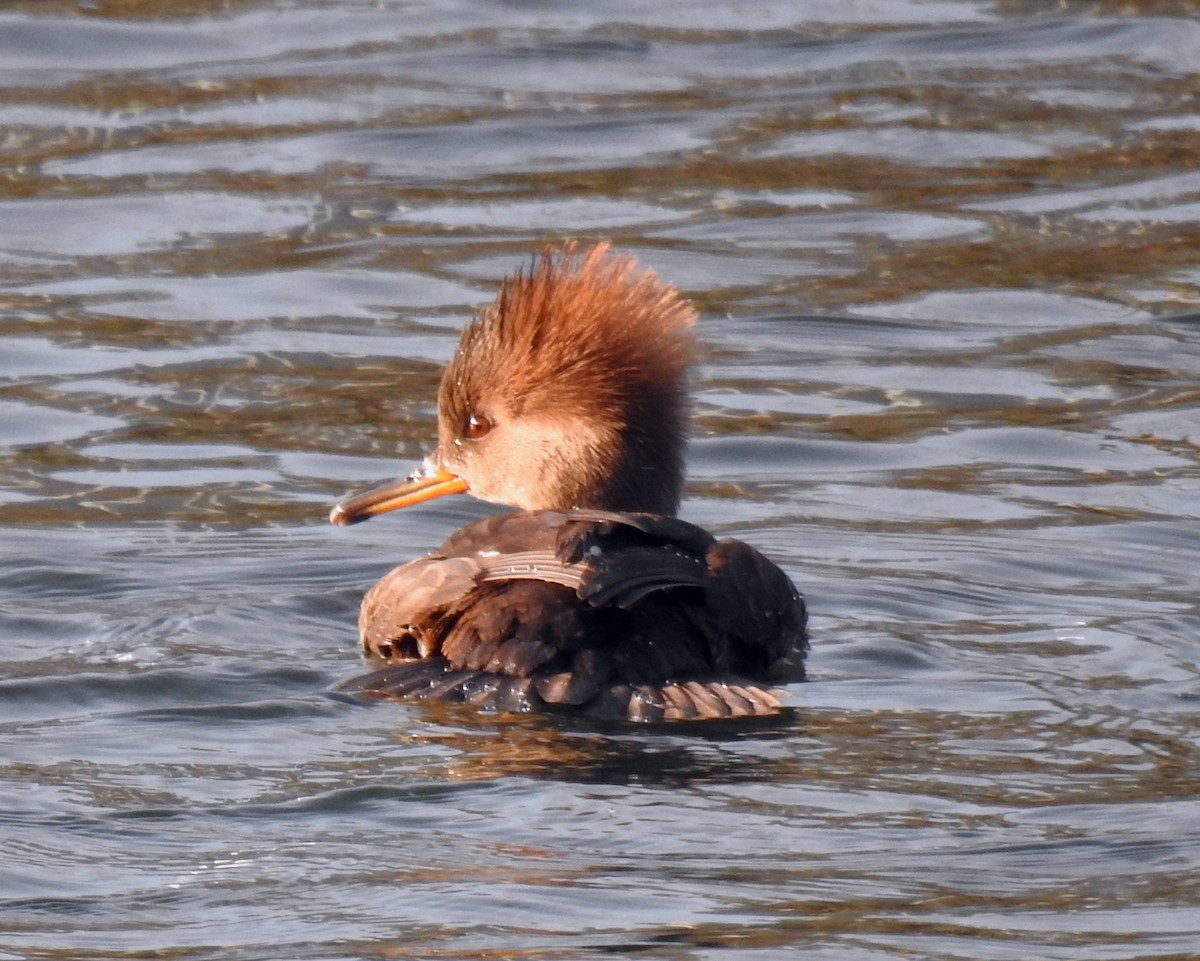 Капюшоновый крохаль - ML646227170