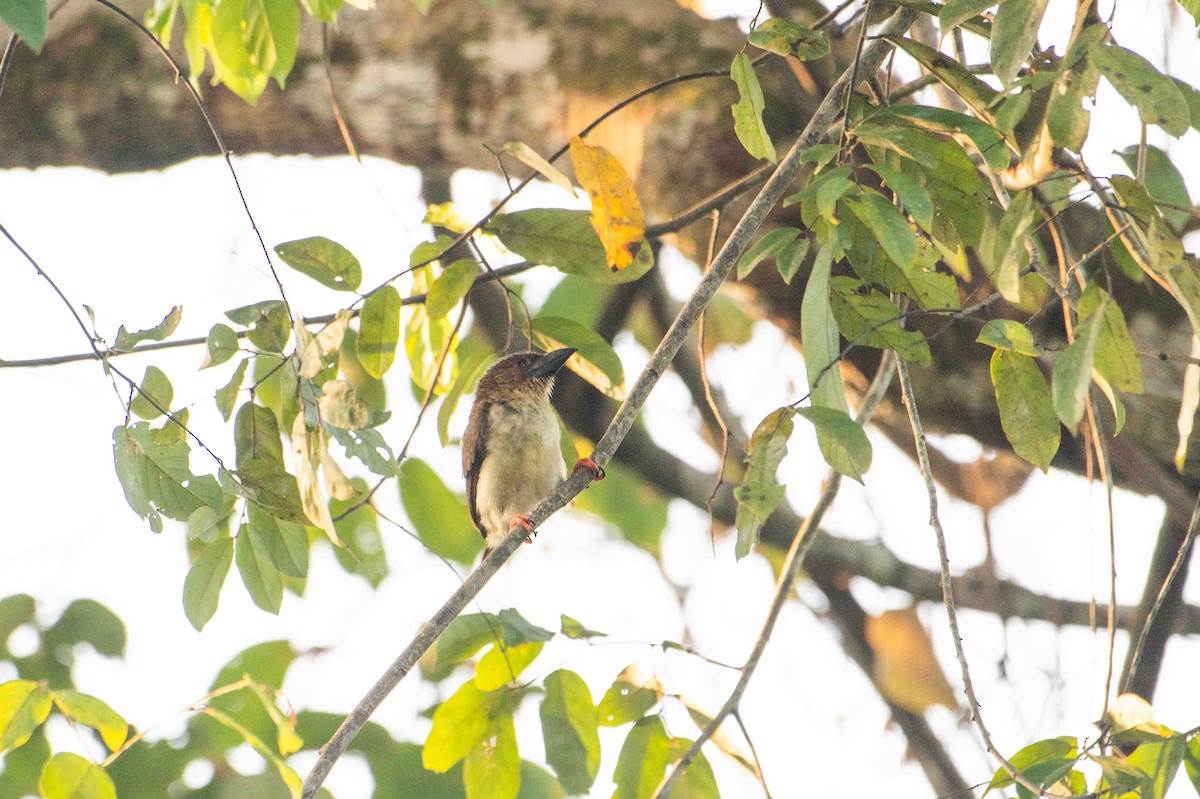 Sooty Barbet - ML646227171
