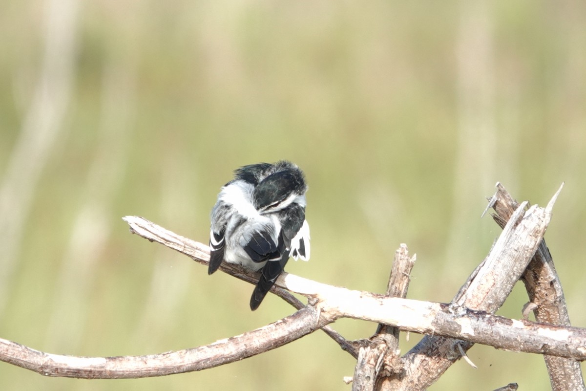 White-shouldered Triller - ML646227175