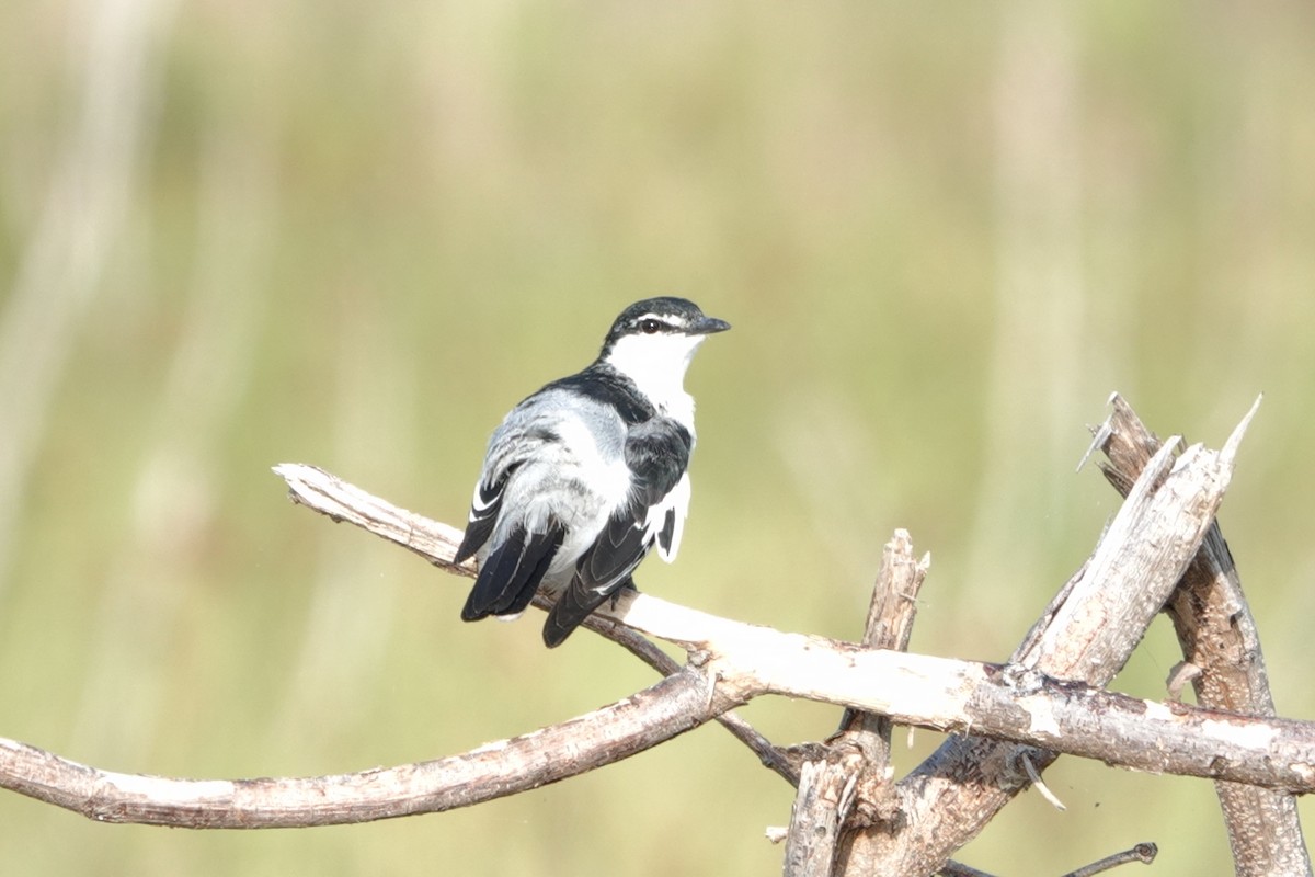 White-shouldered Triller - ML646227176