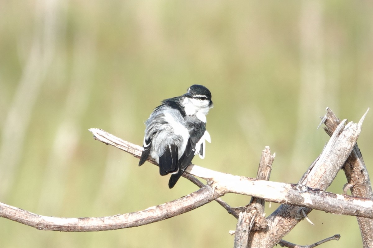 White-shouldered Triller - ML646227177