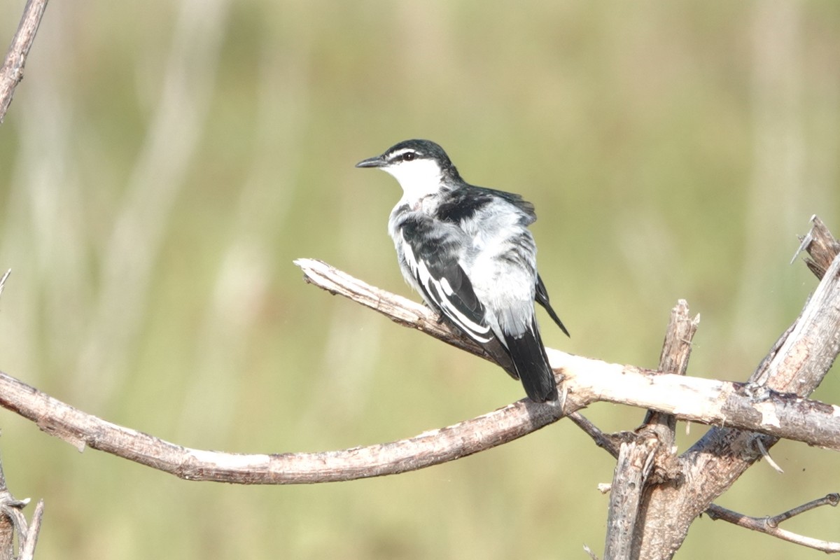 White-shouldered Triller - ML646227179