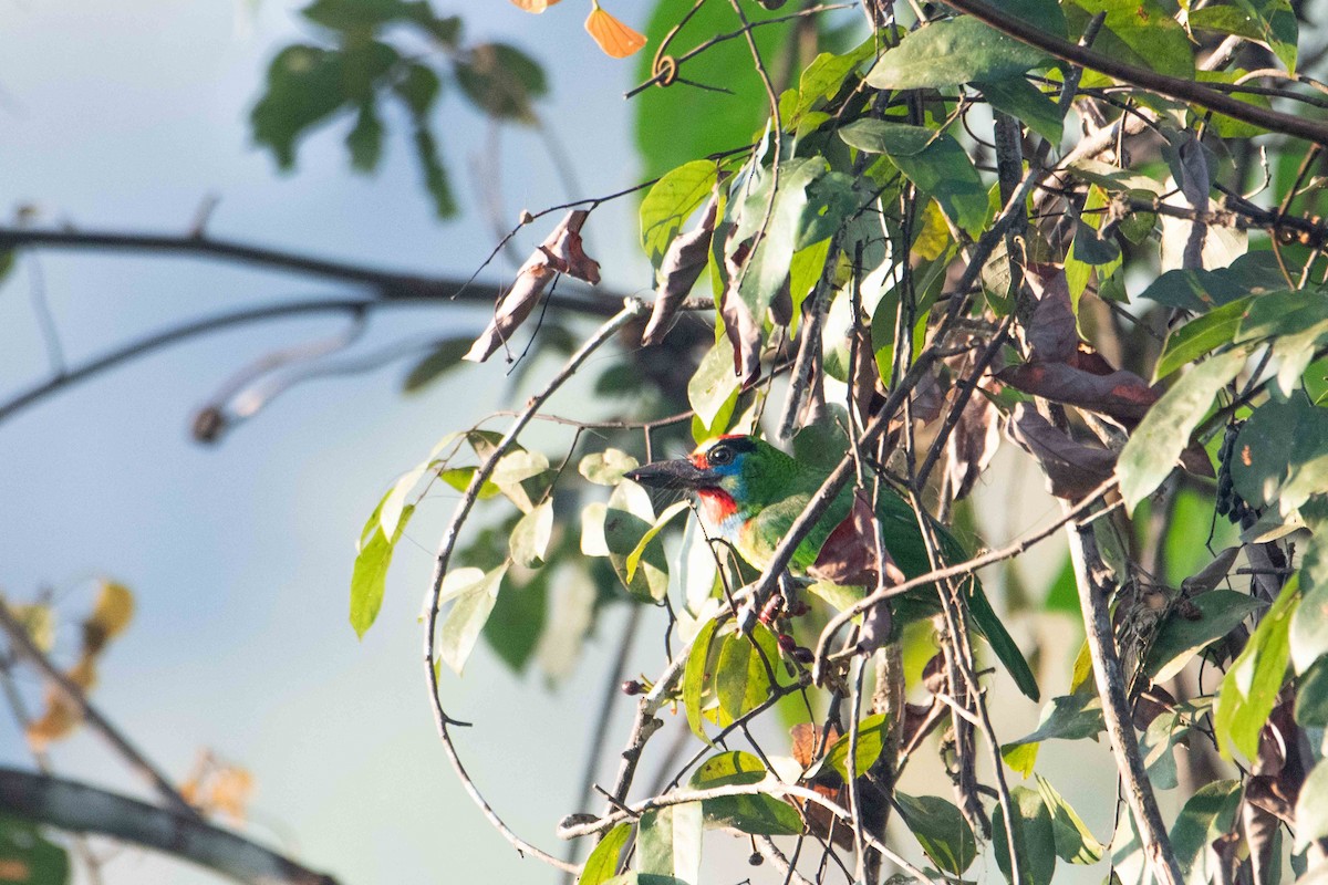 Red-throated Barbet - ML646227180