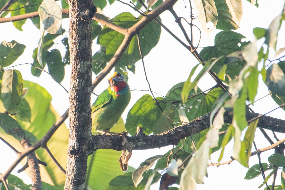 Red-throated Barbet - ML646227181