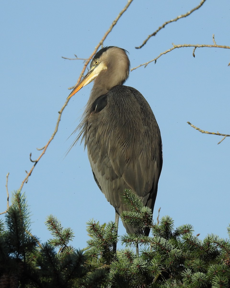 Great Blue Heron (Great Blue) - ML646227184
