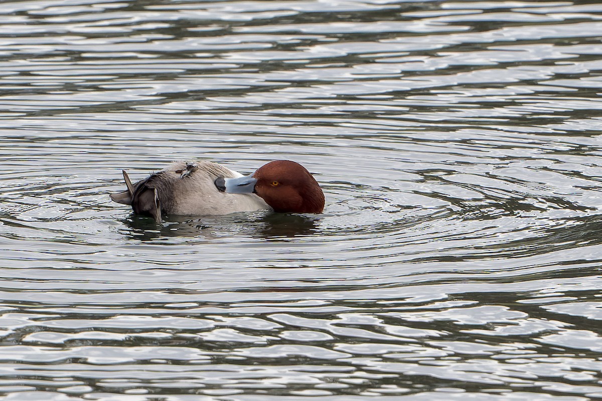 Redhead - ML646227185