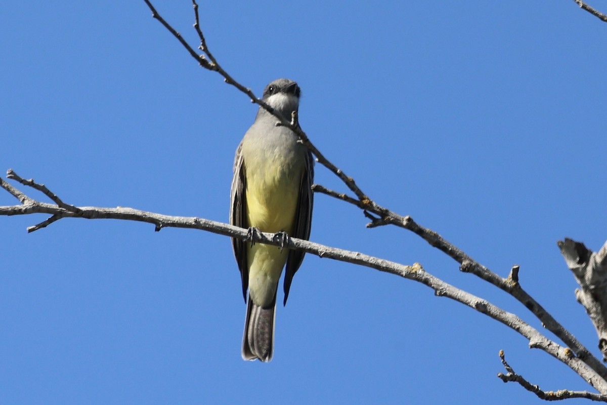 ハシボソタイランチョウ - ML646227186