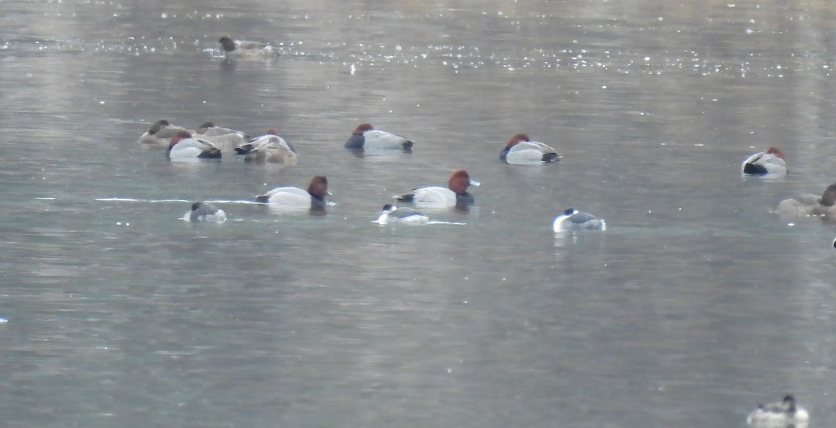 Eared Grebe - ML646227187