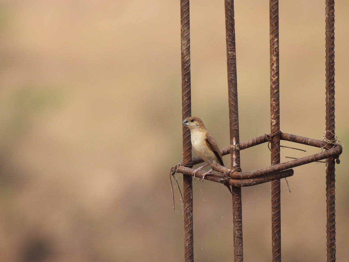 Indian Silverbill - ML646227191