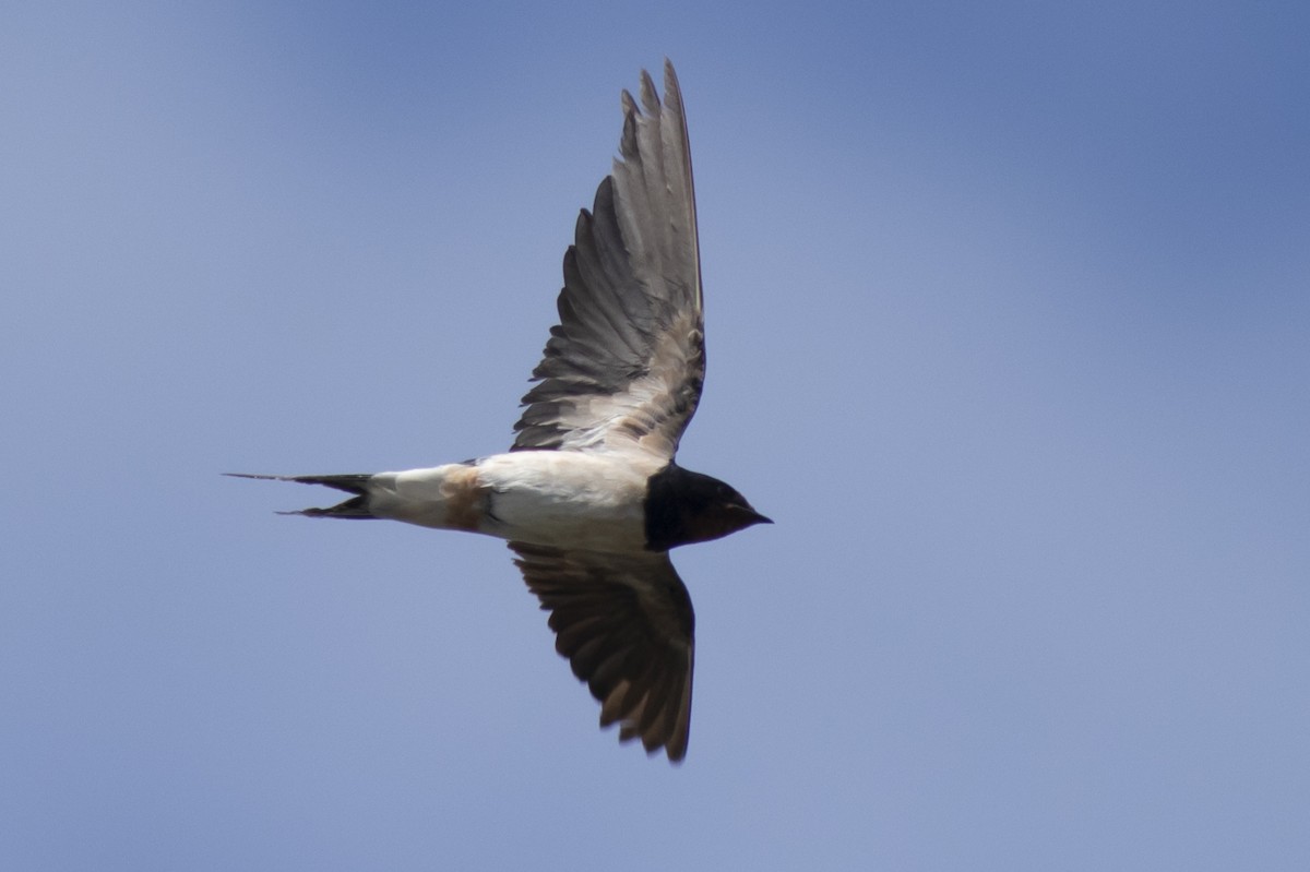 vlaštovka obecná - ML646227195