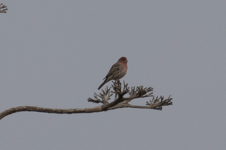 House Finch - ML646227197