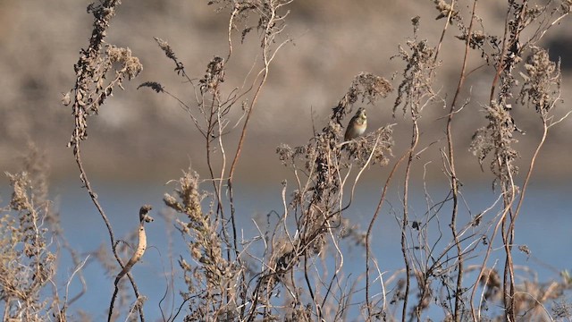 Chestnut-eared Bunting - ML646227198