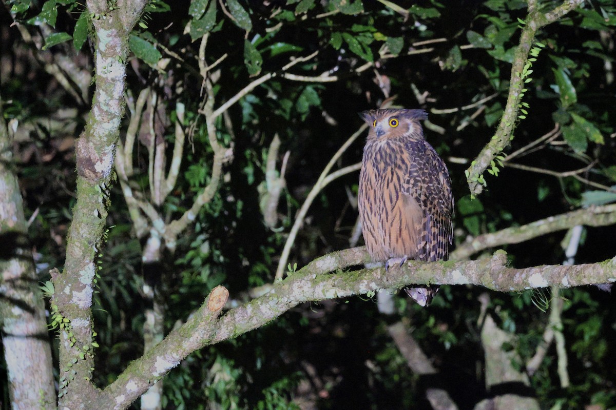 Tawny Fish-Owl - ML646227203