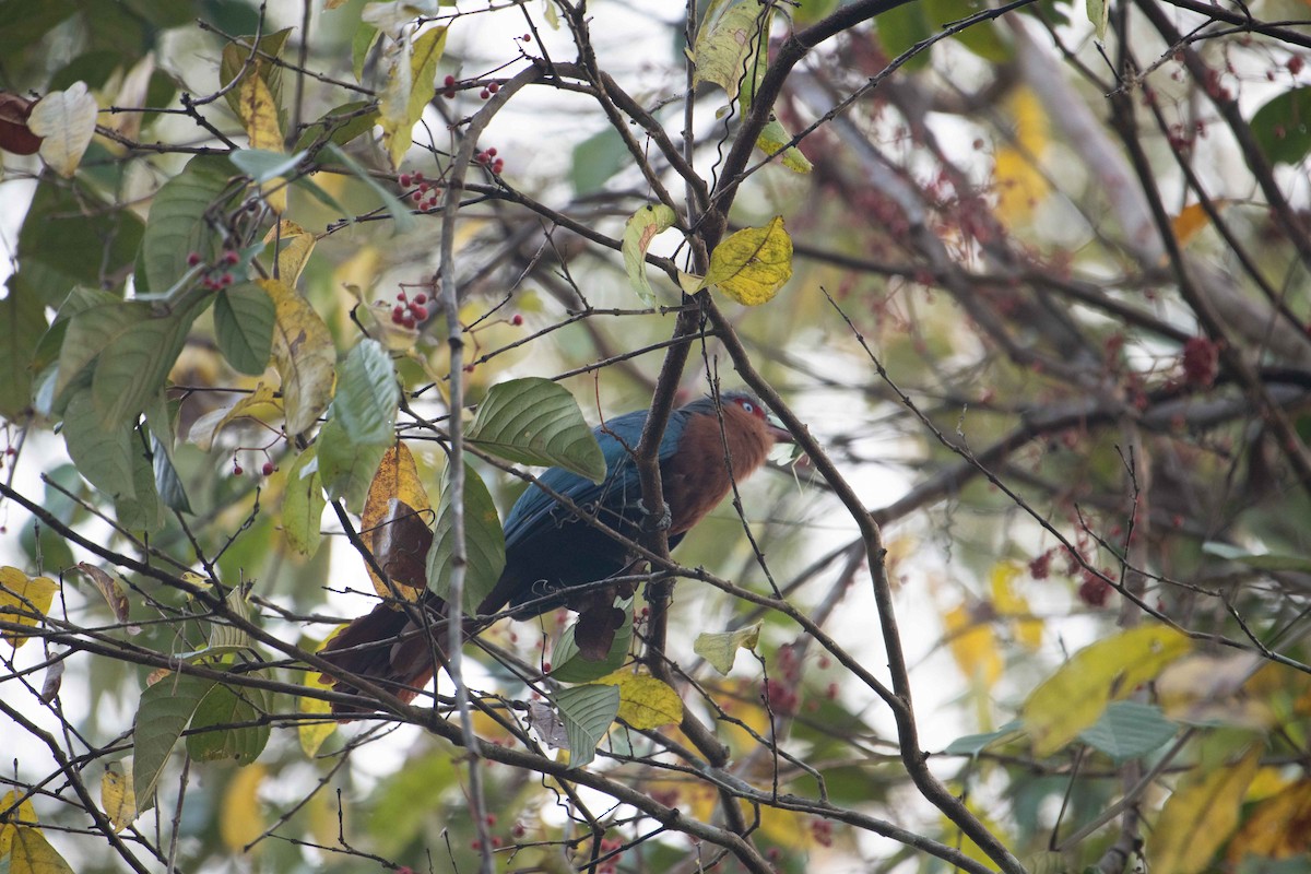 Chestnut-breasted Malkoha - ML646227207