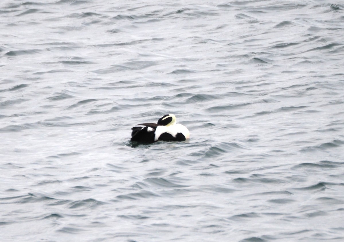 Eider à duvet (dresseri) - ML646227213