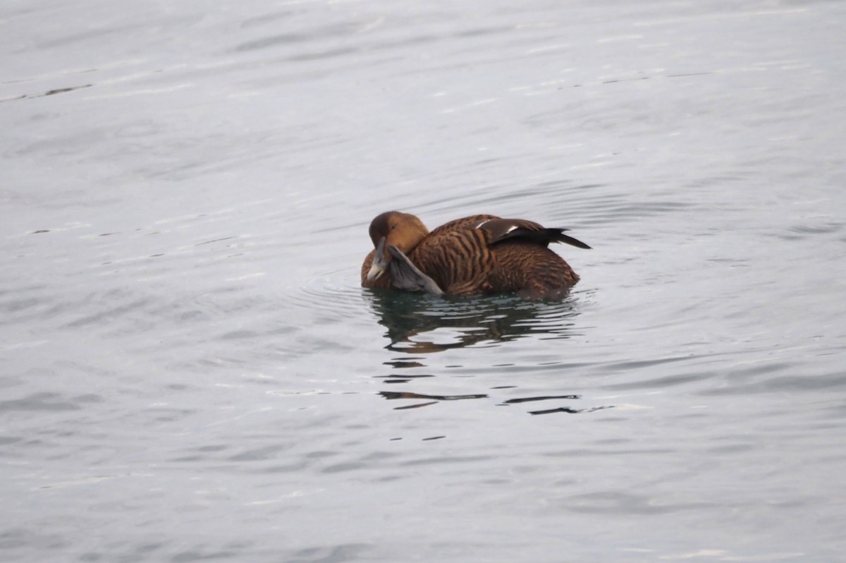 Eider à duvet (dresseri) - ML646227214