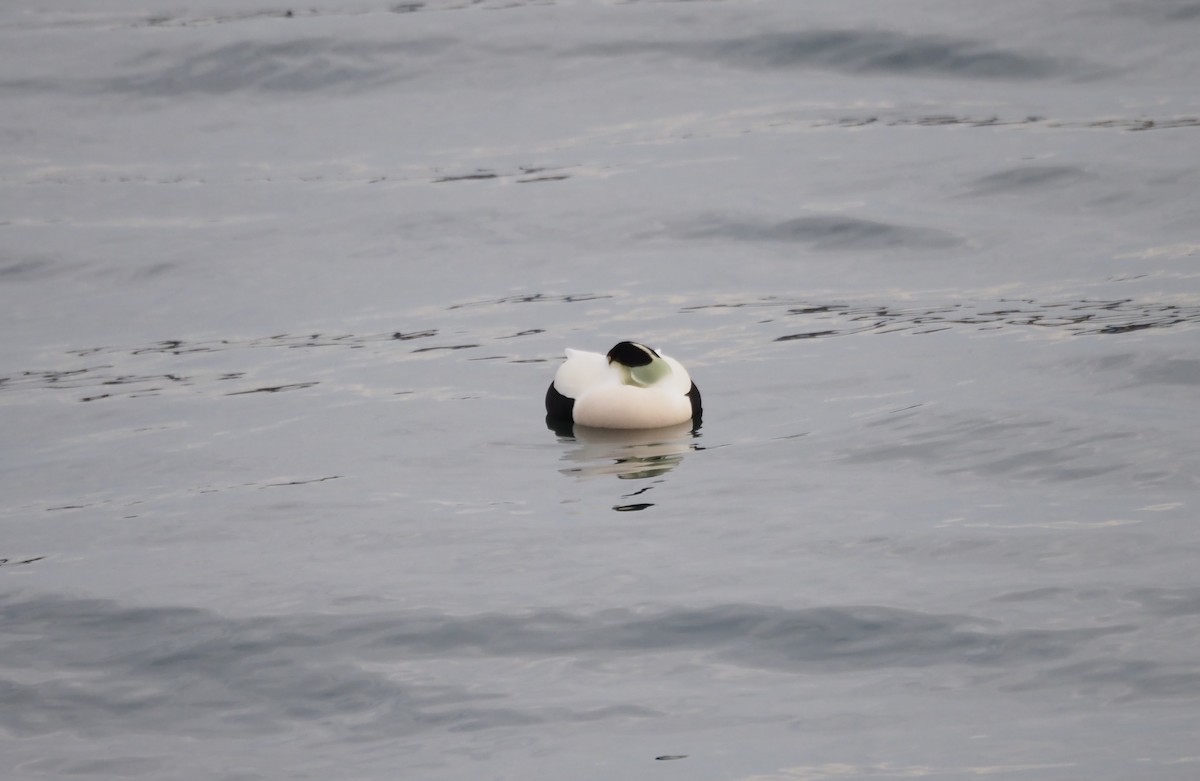 Eider à duvet (dresseri) - ML646227215