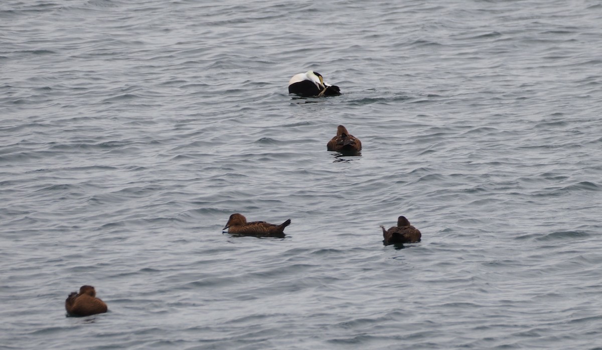 Eider à duvet (dresseri) - ML646227216