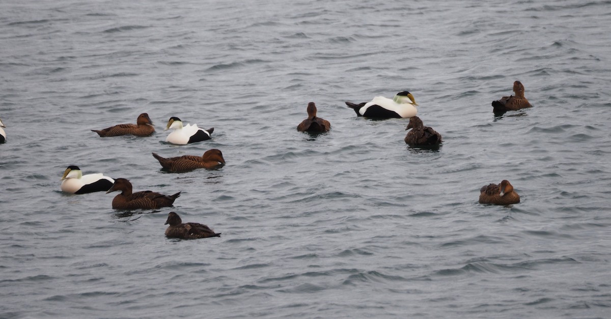 Eider à duvet (dresseri) - ML646227217