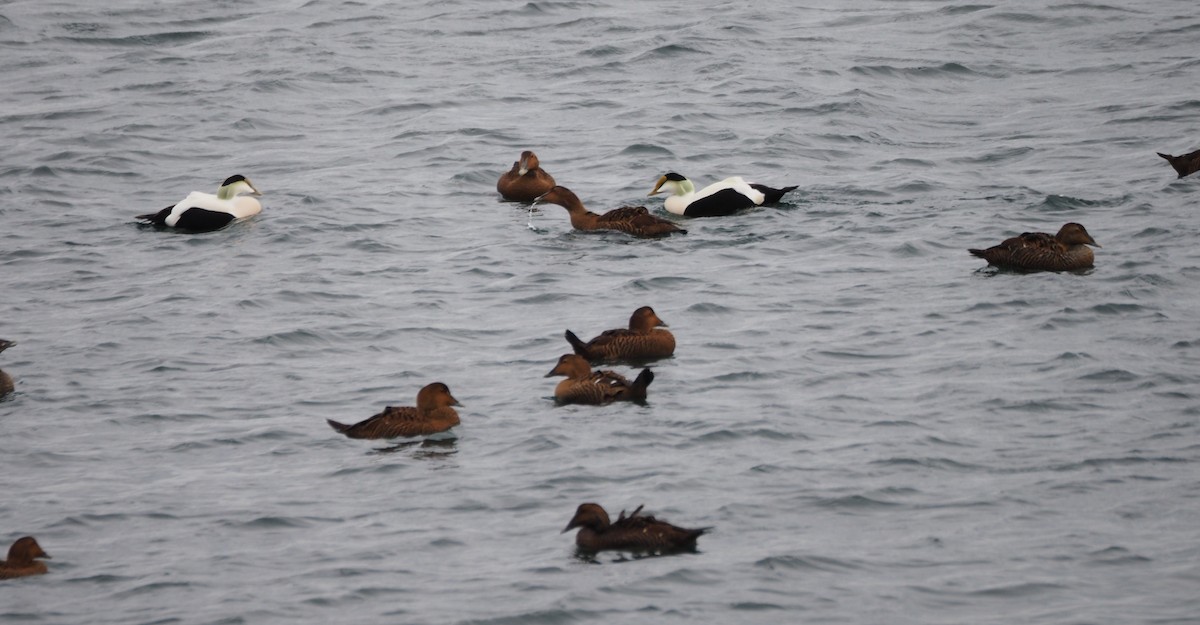 Eider à duvet (dresseri) - ML646227218