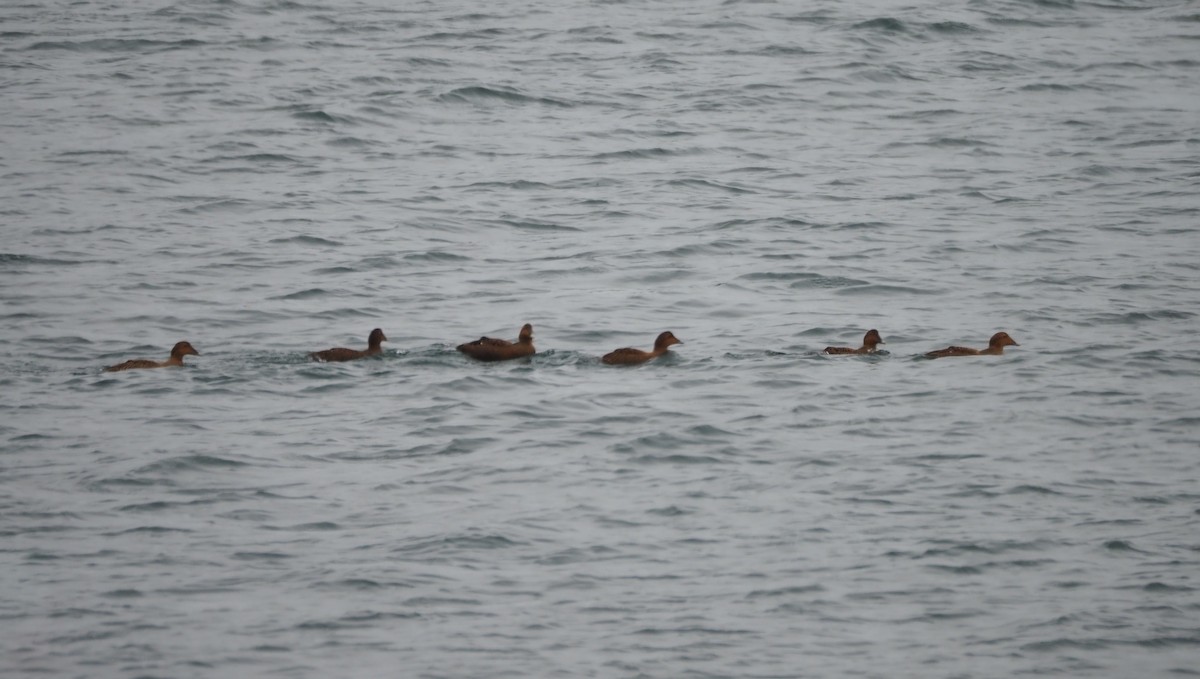 Eider à duvet (dresseri) - ML646227219