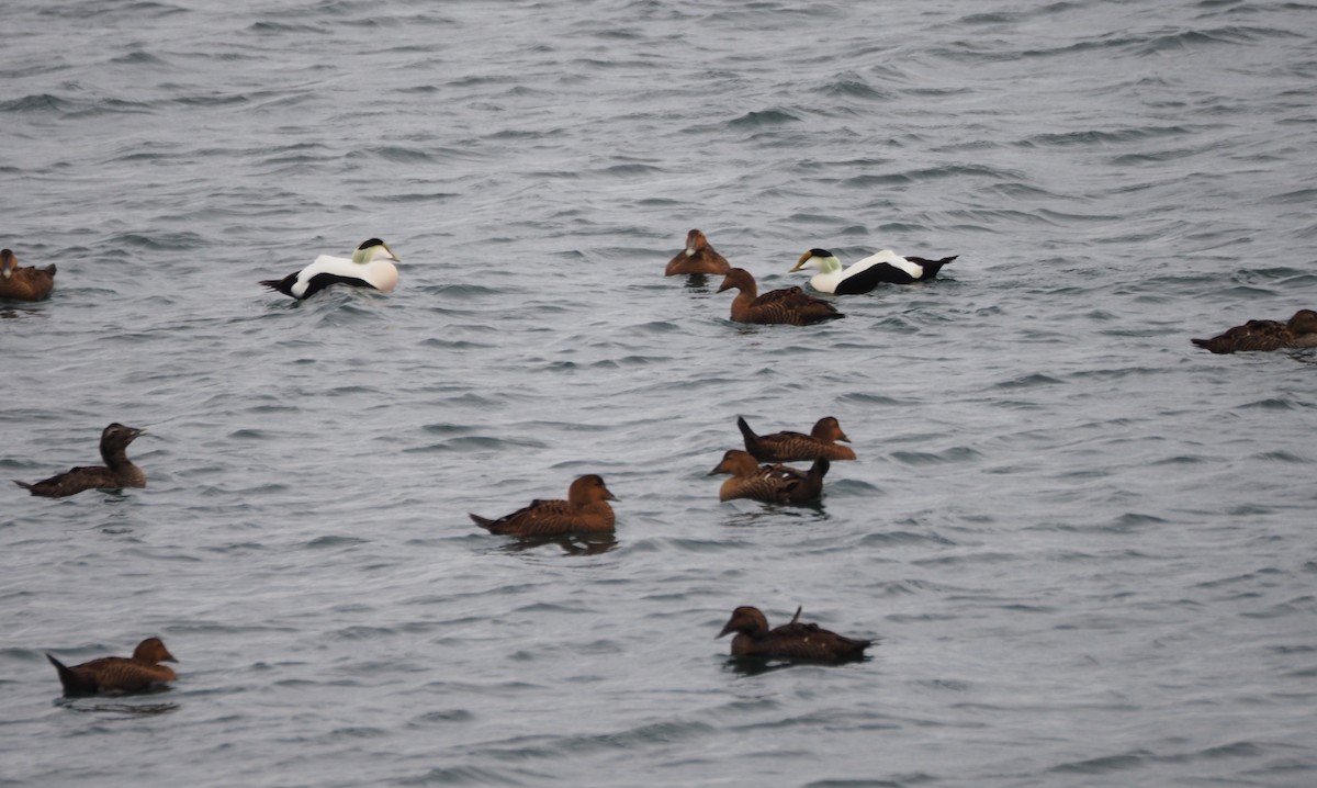 Eider à duvet (dresseri) - ML646227220